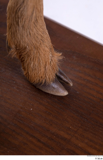 Deer doe foot hoof 0006.jpg